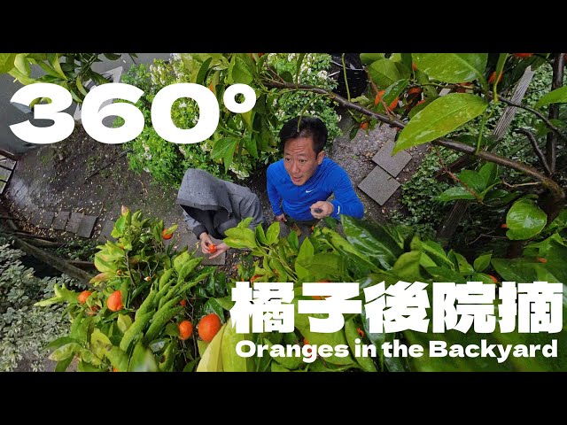 360°｜檸檬在門口，橘子在後院，美國教會我們勇敢摘下自己想要的生活A Country That Teaches You to Reach for Life