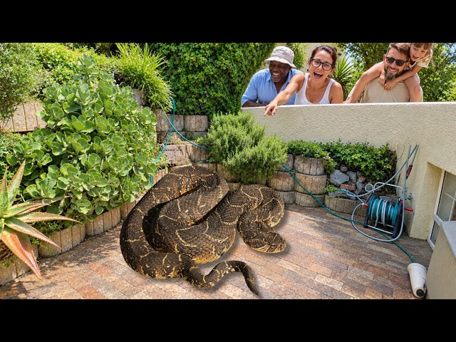 Venomous Snake In His Yard