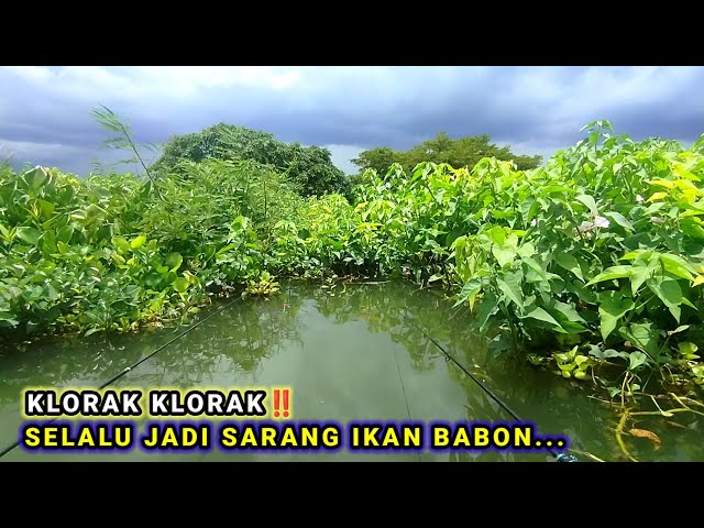 TAK TERJAMAH PEMANCING‼️SPOT INI ISINYA BABON BABON SEMUA #mancing  #fishing