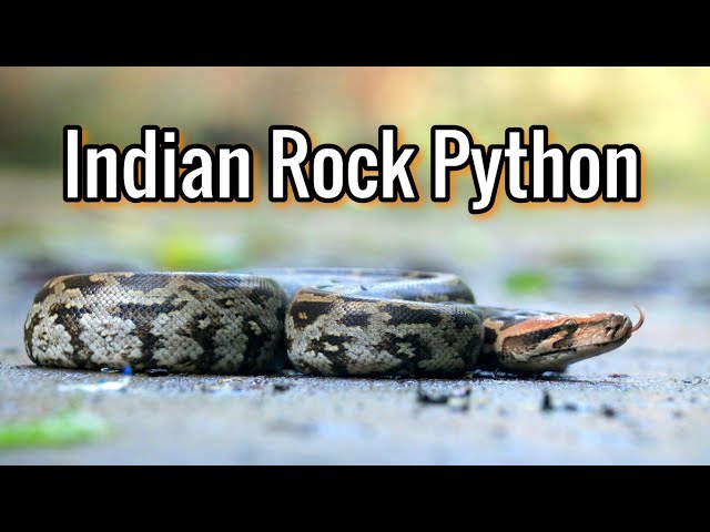 Indian rock python (Python molurus) | Awareness | Cinematic Video #python #awareness #cinematic