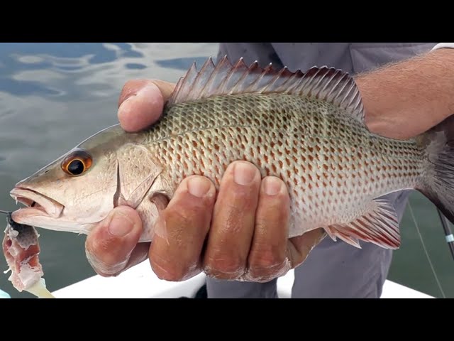 2 Tricks To Catching Big Mangrove Snapper Inshore