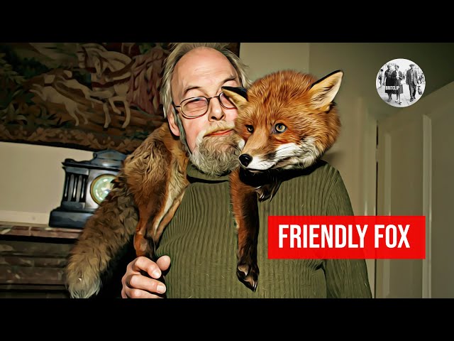 Friendly fox becomes a household pet