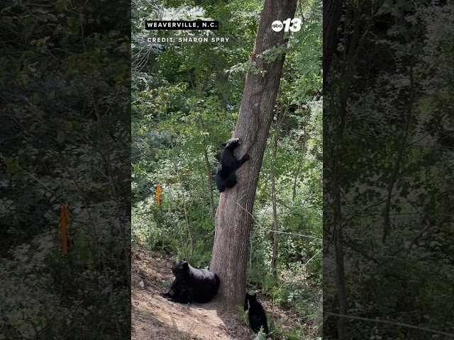 Bear cub climbs down