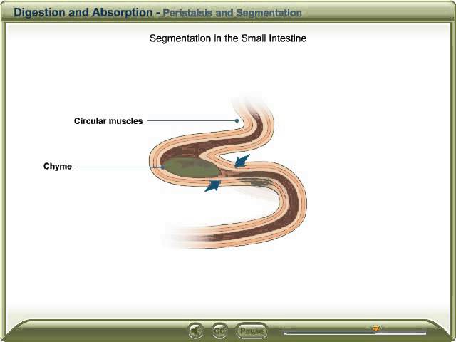 Peristalsis and Segmentation