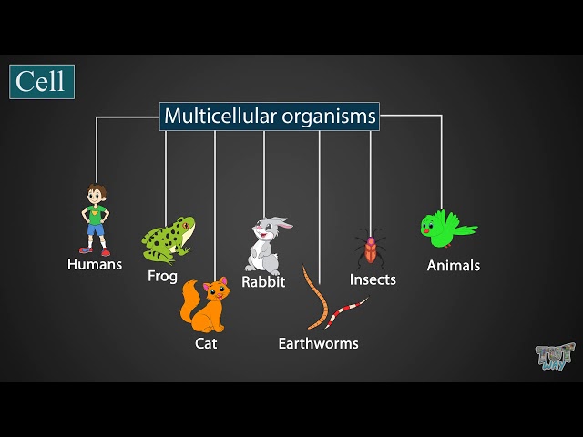 Introduction to cells| Science| Grade-7,8 | Tutway |