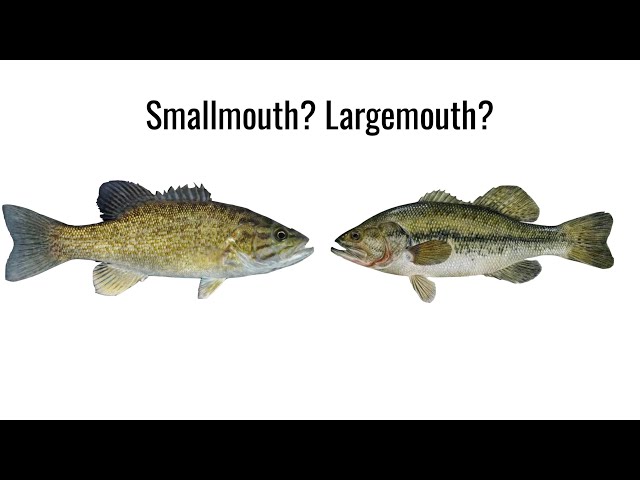 Smallmouth vs Largemouth Bass Comparison Video | Hook On