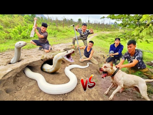 Terrifying! Brave Hunter Uses High-Tech Snake Detector to Catch Giant White Python