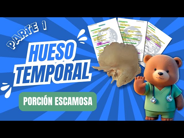 ⚕️ANATOMIA HUESO TEMPORAL |✅ Rouviere, Latarjet y Testut | 🐻Porcion Escamosa.