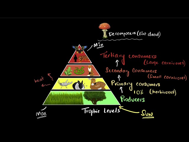 Energy flow in food chains & webs | Our environment | Class 10 EVS | Khan Academy
