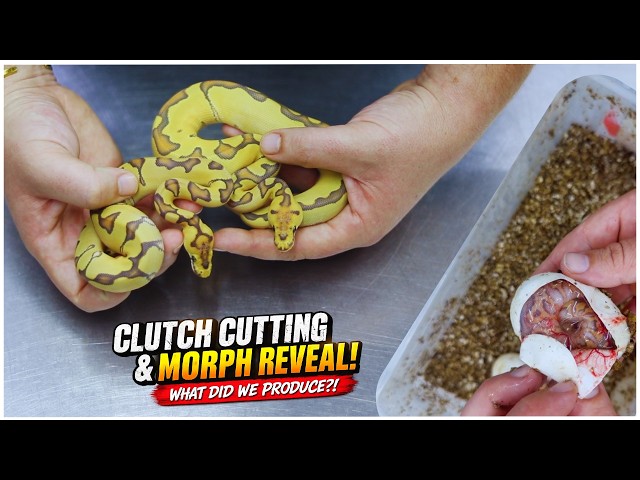 From Egg to Hatchling: Clutch Cutting & Morph Identification (2557)