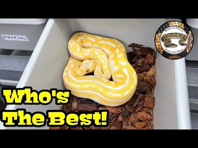 The Best Ball Python In Your Collection? Many Different Breeders!