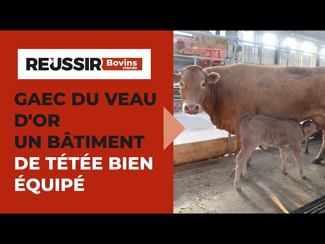 Bâtiment de tétée bien équipé : comment le GAEC du Veau d’Or facilite le travail en élevage bovin