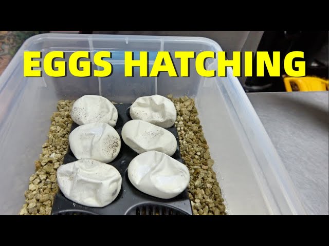 Freeway combo Ball Pythons!