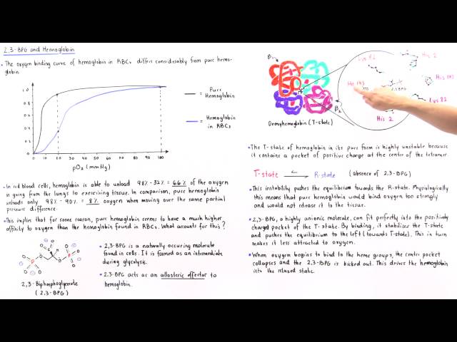 Effect of 2,3-BPG on Hemoglobin