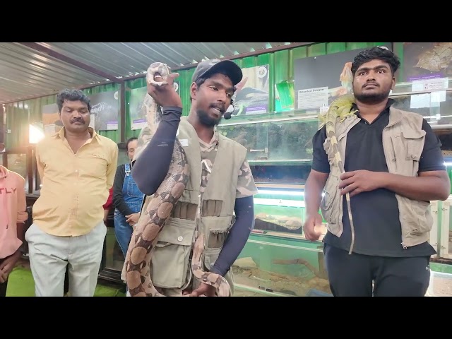 How to hold a python snake (pet)