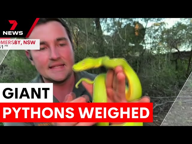 The largest snakes at the Australian reptile park | 7NEWS