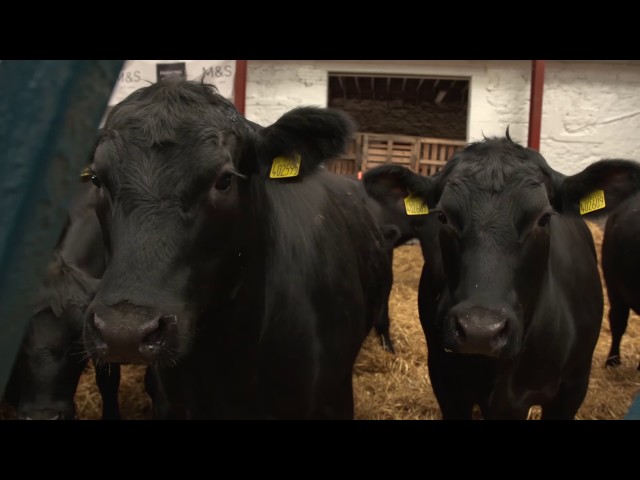 The World Angus Forum, 2017 - Day 16
