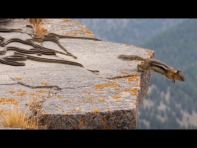 Chased by Garter Snakes, a Ground Squirrel Jumps Off a Cliff