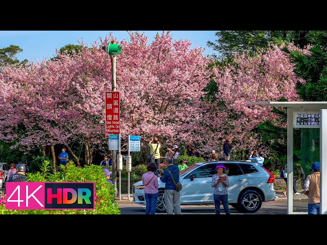 4K HDR｜2022 Yangmingshan Cherry Blossom Festival - Zhongshan Hall, Visitor Center, Park｜陽明山櫻花