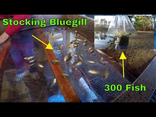 Pond Stocking and Fishing | Mega Bass Factory | B Fishing |