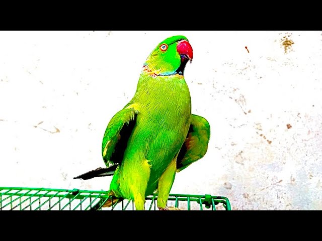 Green Indian Parrot Talking and Dancing Video 