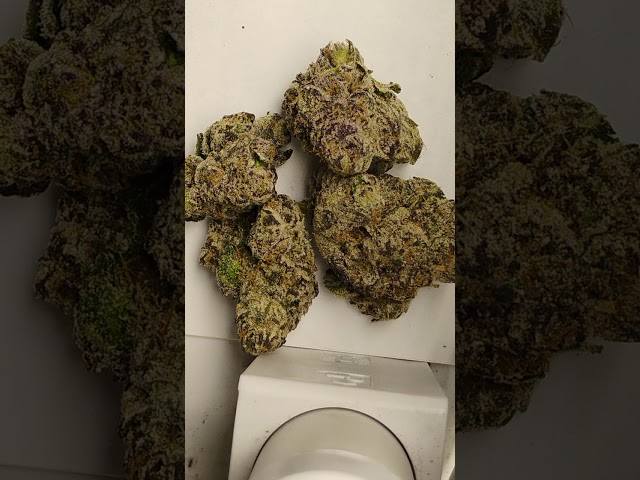 Cherry Zlushie Cannabis strain review/W Dr. Greenbody 🔥