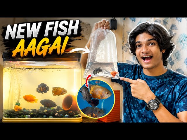 Finally New Fish Purchase Kar Liye 😍 || MD ANAs VLOG 
