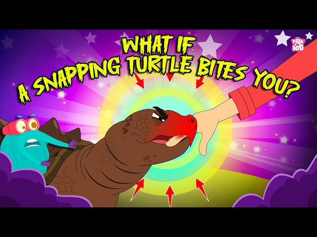 Dangerous Encounters | What if a Snapping Turtle Bites You? | Alligator Snapping Turtle Bite Force