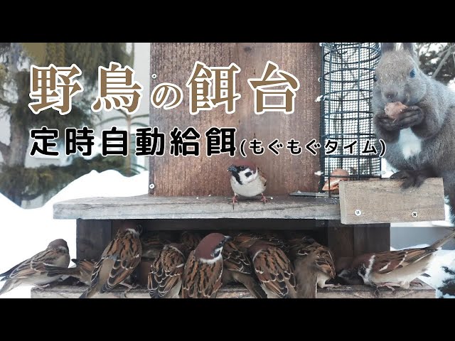 【エゾリスと野鳥の餌台】 定時自動給餌 シジュウカラ・ゴジュウカラ・ハシブトガラ・スズメ Automatic Bird Feeder 2026/01/25