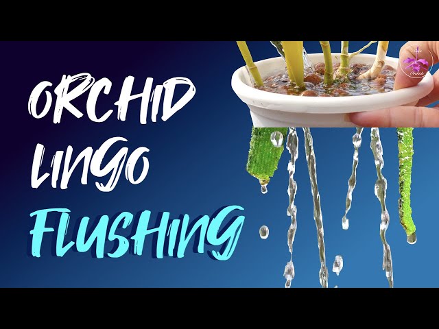 Flushing | The Ultimate Guide to Healthy Roots | The Importance of Flushing Pots #ninjaorchids