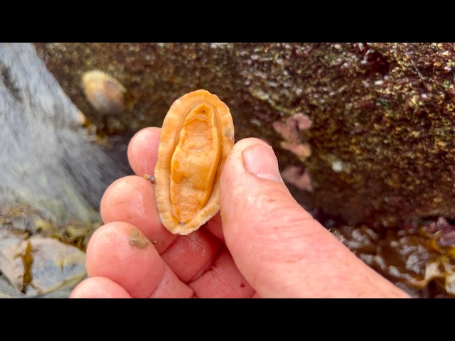 Searching Maine Tide Pools for Northern Red Chitons
