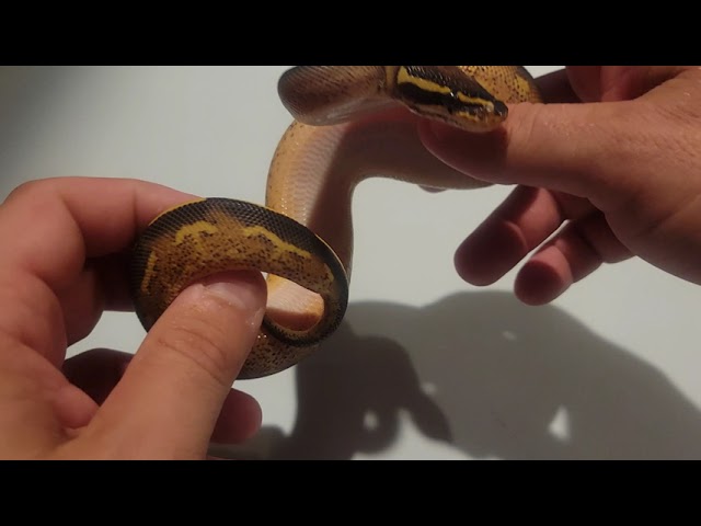 2021 Freeway ball python