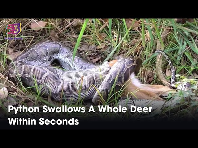 Python Swallows A Whole Deer Within Seconds | 3 Min News