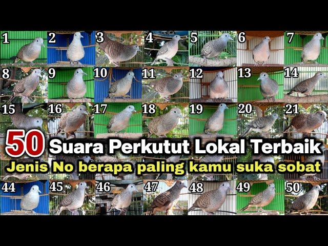 50 Perkutut, Suara & irama terbaik jenis No berapa yang paling kamu suka sobat