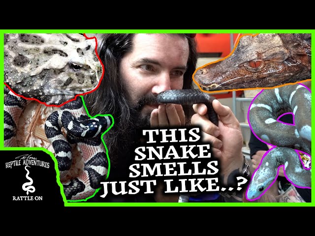 TOURING THE COOLEST REPTILE BREEDING FACILITY IN FRANCE! Part 1 - Colubrids, Geckos, and More!