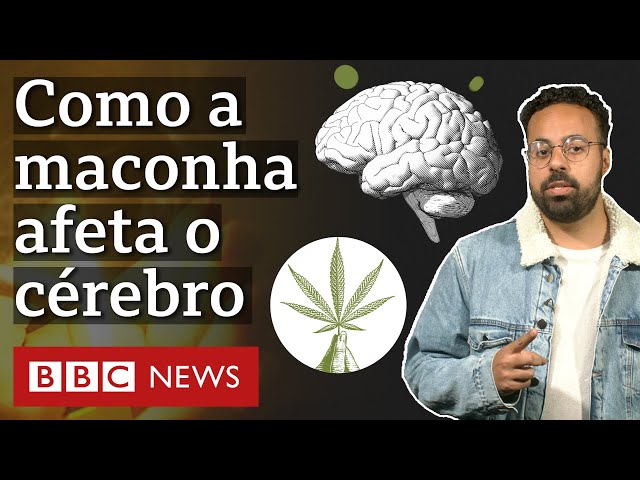 O efeito da maconha na cognição e psicologia, segundo estudos