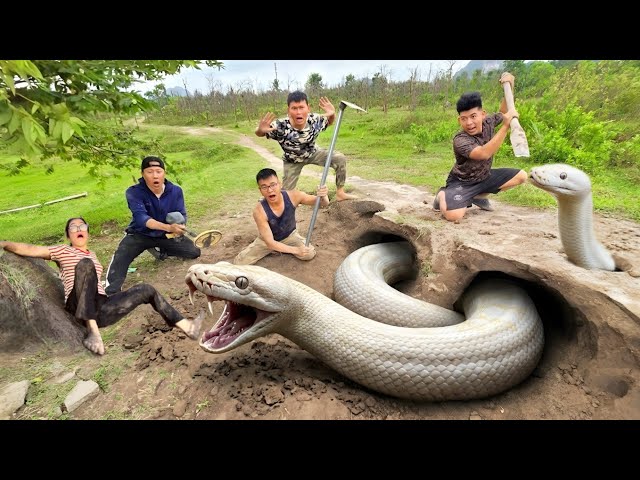 Brave Experts Dig Out and Capture a Massive Ferocious White Python