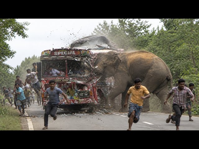 "Mass Panic as Elephant Smashes Bus 🐘💥 | هجوم مفاجئ في الطريق!"