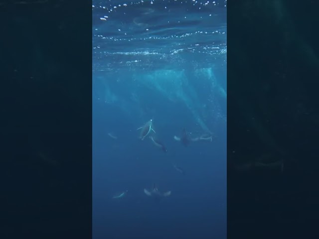 The magic underwater ✨🐧🌀 #penguin  #documentary  #nature  #mothernature  #worldwide