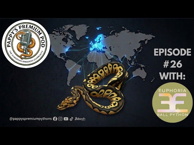 E26: Italian Excellence – Stefano from Euphoria Ball Python 🇮🇹💎