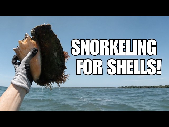 Snorkeling for sea shells. The Florida Keys has so many treasures (and critters)!