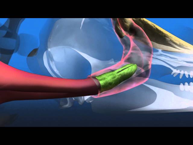 LIVING WATERS—Dolphin Echolocation