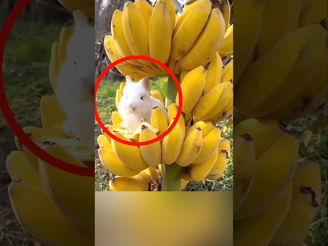 Can Thailand Farmers Release Rabbits In Banana Fields 🍌