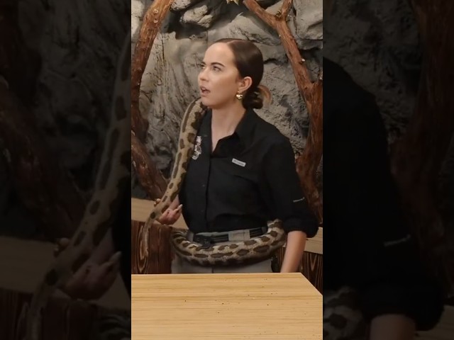 HE DOESN'T LIKE PYTHON? #alveus