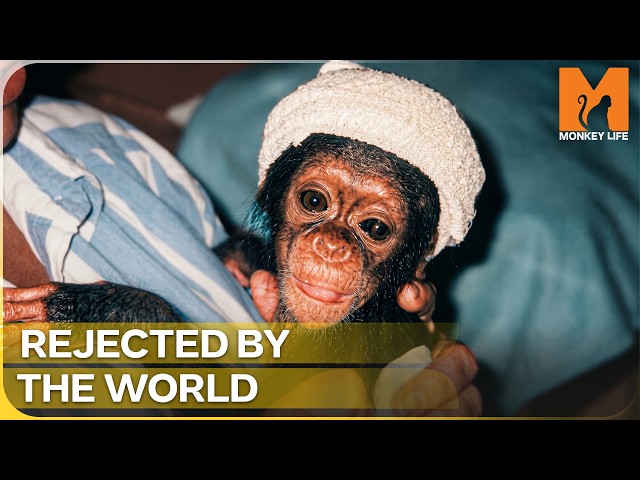The Chimp No Sanctuary Would Take | Monkey Life