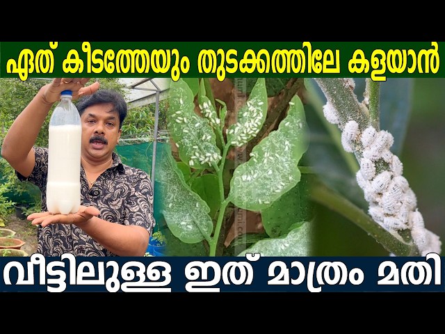 കീടങ്ങളെ തുടക്കത്തിലേ കളയാൻ വീട്ടിൽ എപ്പോഴും ഉപയോഗിക്കുന്ന ഇതു മാത്രം മതി | Zero Cost Pesticide