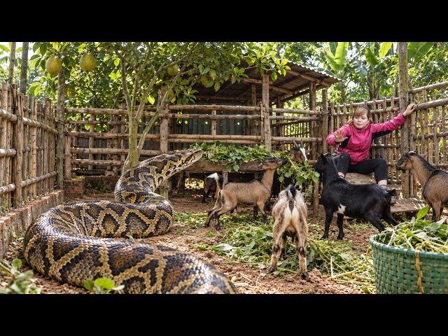 72 Hours Survival: Giant Python Invades the Goat Farm — Incredible Rescue Begins!