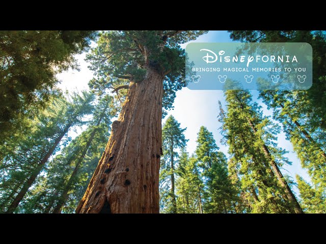 360 VR General ShermanTrail | World's Largest Tree | Sequoia National Park