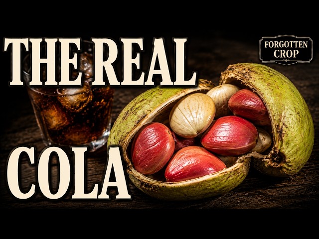 The African Nut That Gave the World the Word “Cola”