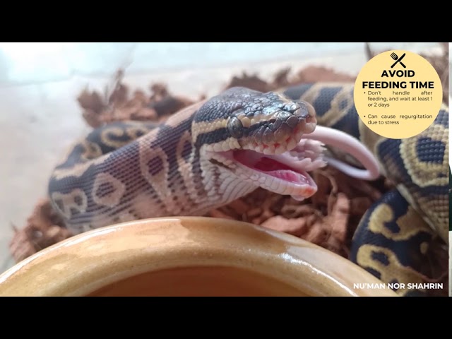 Handling and Behaviour of Ball Python